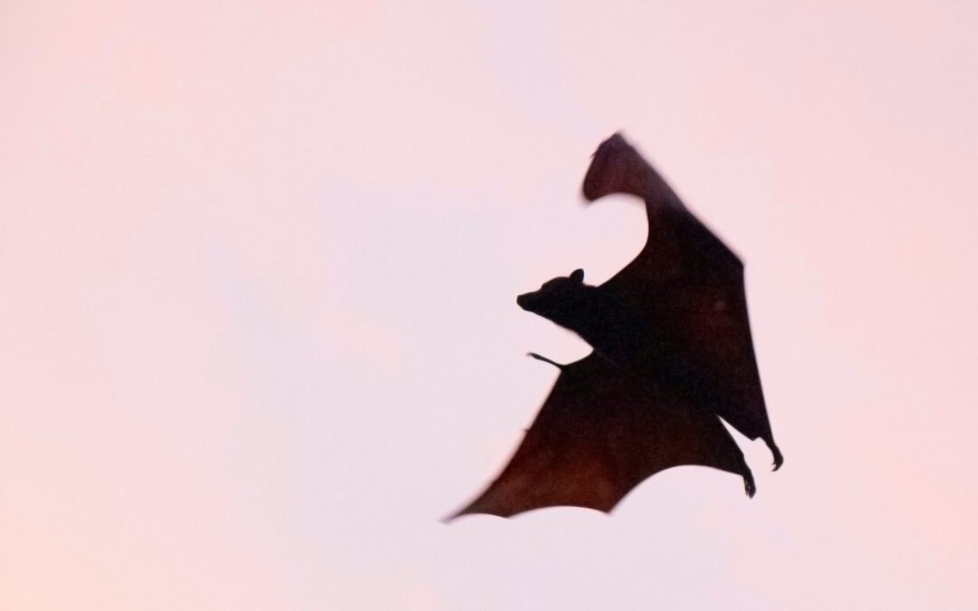 SpikeGadgets Enables Groundbreaking Neural Recording Study in Freely Flying Bats